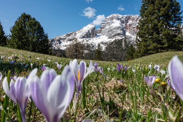 crocus flowers in the mountains