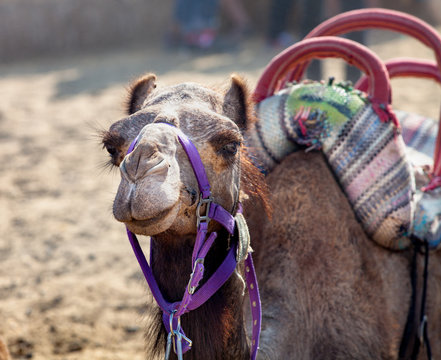 Camel prepared to walking with tourists  near Petra valley. Jordan, Petra