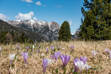 wild crocus flowers in the mountains of italiy