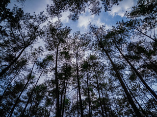 low angle view pine tree and sky