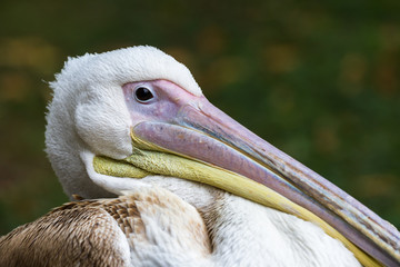 Pelican in London