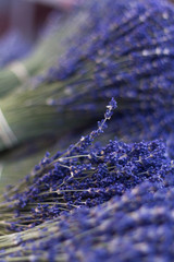 Lavender bunches vertical - 308105327