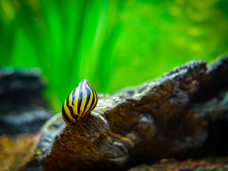 spotted nerite snail (Neritina natalensis) eating on a rock in a fish tank