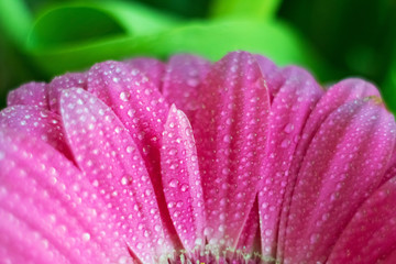 Close-up of flowers and petals of pink gerbera daisies. Pink gerbera flower with water drops on petals
