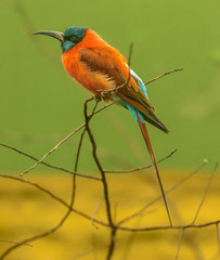 bee eater bird sitting on a branch