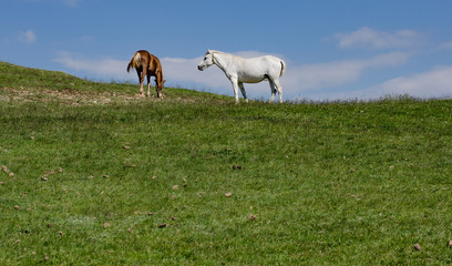 Obraz premium horses on a meadow