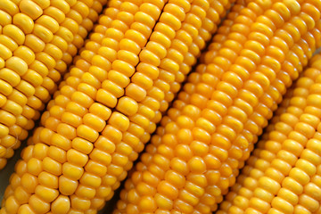 ripe corn on the cob are in the range