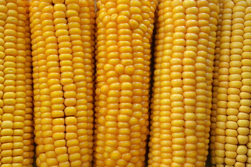ripe corn on the cob are in the range