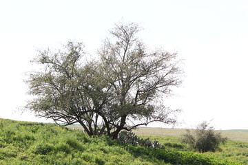 Long shot of skinny tree in the field with another tree in the background. Skinny big tree near a a group of cactus. Long shot.