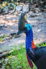 Obraz premium Cassowary