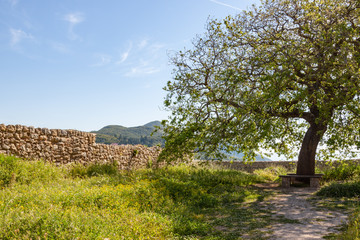 Fototapeta na wymiar tree in corfu greece
