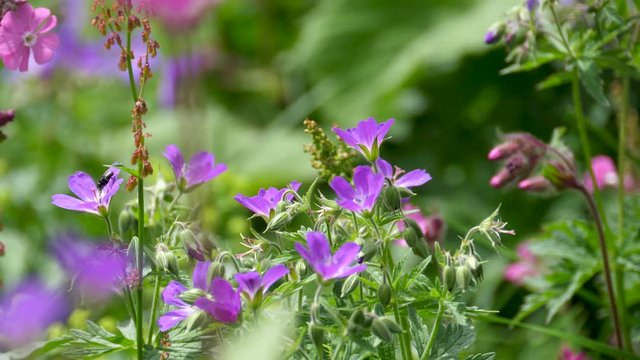 Purple blossoms in the wind on a mountain meadow