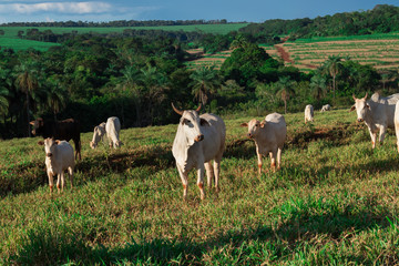 Fototapeta premium Cattle loose in the pasture