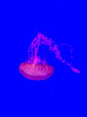 jellyfish