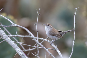 Bewick's wren natural pictures on a texas ranch 