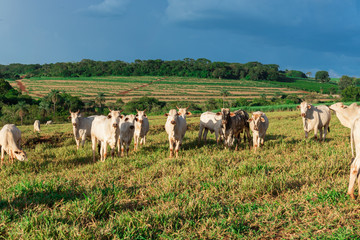 Fototapeta premium Cattle loose in the pasture