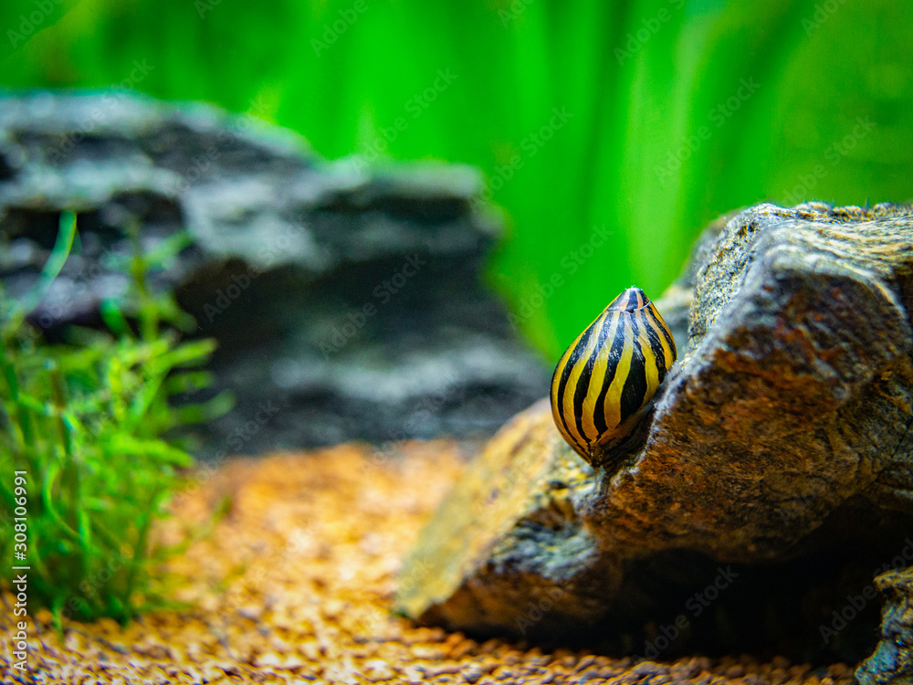 Wall mural spotted nerite snail (Neritina natalensis) eating on a rock in a fish tank - Wall murals