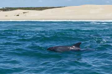 Fototapeta premium Bottlenose dolphin at Algoa Bay