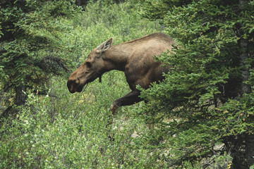 Alaskan moose hidding in the forest under the rain