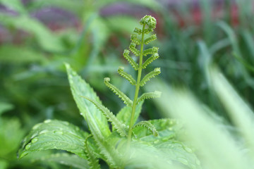 Nature green leaves plant close up background