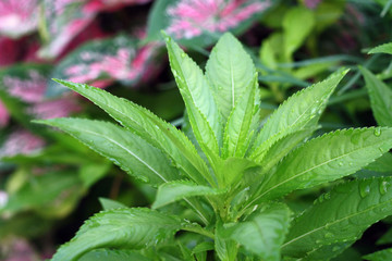 Nature green and purple leaves plant close up background