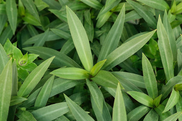 Obraz premium Green leavesplant close up background