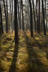 Obraz premium Pine wood in moody colors with direct light