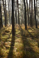 Pine wood in moody colors with direct light