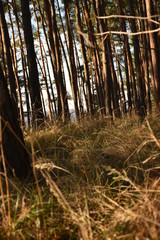 Pine wood in moody colors with direct light