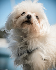 “Dogs come when they're called; cats take a message and get back to you later.”.― Mary Bly