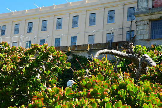 M&ouml;we auf Alcatras