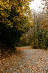 paisaje otoñal, carretera recubierta de hojas, carretera peligrosa