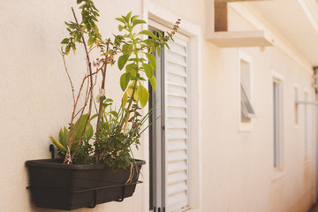 Home made vertical garden (Chives, Mint, Bilberry, Basil)