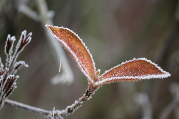 braune Blätter mit Reif im Winter