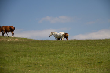 horses in a field