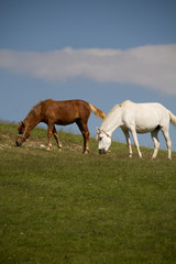 Naklejka na ściany i meble horses in a field