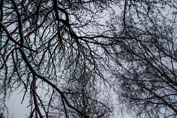 The tree branches against a sky. Looking up at the pattern of bare branches.