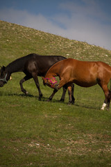 Obraz premium horses in a field