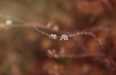 White little flowers on a twig of a bush