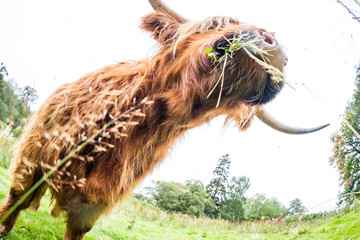 Highland Cattle in Scotland