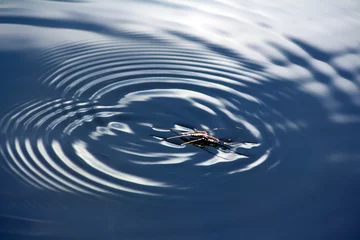 Fotobehang Closeup of a water strider, Gerridae. Water striders create vibrations in the form of waves on the surface of the water, which create a funny pattern after reflection. © achkin