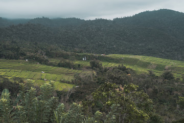 Rice fields in the landscape of Indonesia 