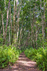Jungle forest with walking path and wildlife on a clear sunny day on the island of Zanzibar, Tanzania, Africa