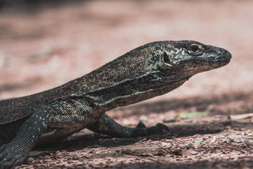 Dragons at the Komodo Island