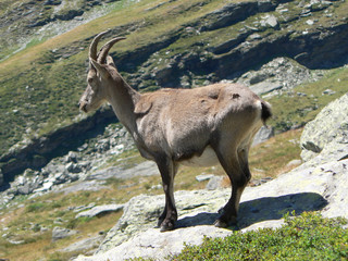 female capra ibex - vanoise national park french alps