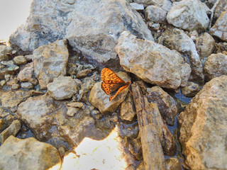 A butterfly on the route of the Borosa River in the Natural Park of the Sierra de Cazorla, Segura and Las Villas. In Jaén, Andalusia. Spain