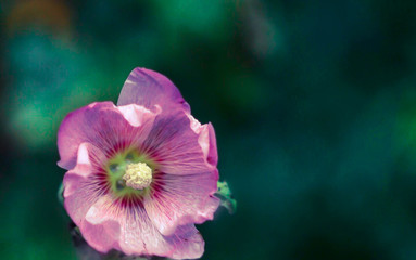 Fototapeta premium flower on green bokeh background