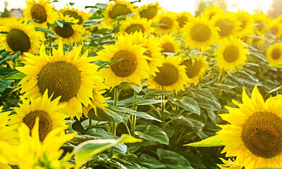 Fototapeta na wymiar sunflowers grow outdoors in summer