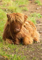 A highland cow having a lie down