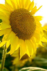 sunflowers grow outdoors in summer